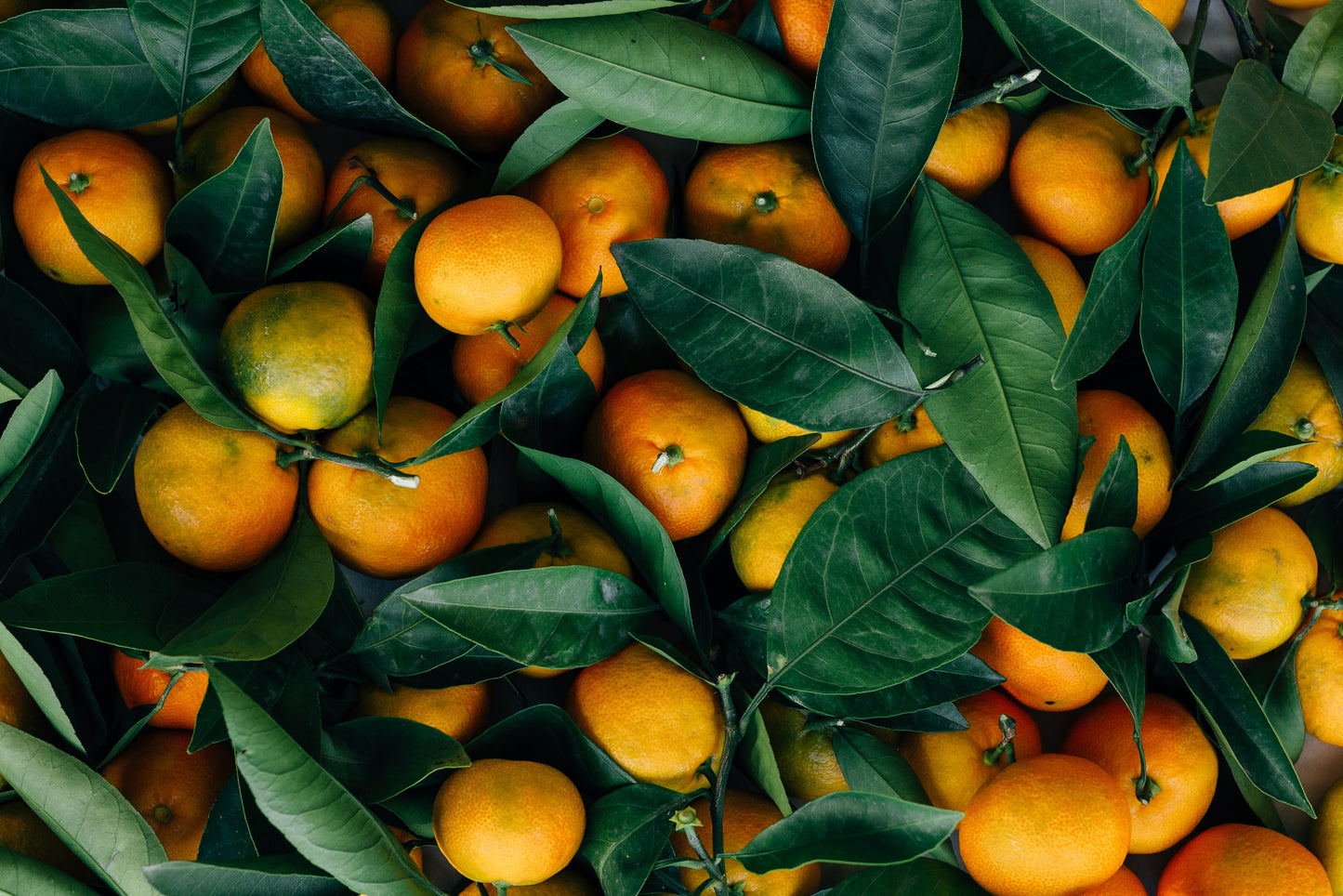 Well Juicery Canada